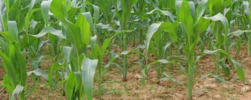 金糯243玉米种子特点，种植密度每亩3500株