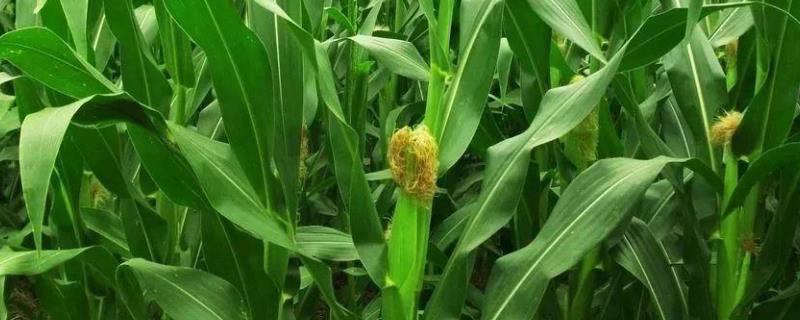 玉源688玉米品种简介，基肥应每亩施40千克