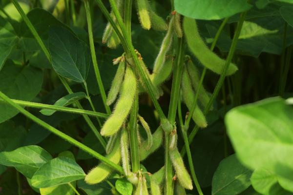 龙达12大豆品种简介,该品种为亚有限结荚习性