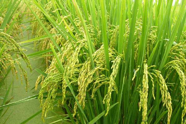 徽两优1606水稻种子介绍,一般4月中旬至5月上旬播种