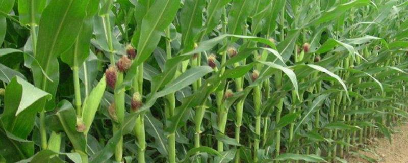 F2280玉米种子介绍，中抗大斑病