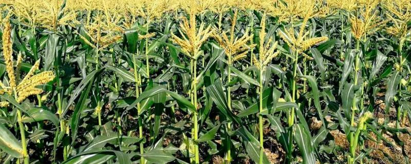 S1721玉米种子特征特性，出苗至成熟134.7天