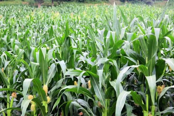 雷单198玉米种子特征特性,适宜播种期4月下旬至5月中旬