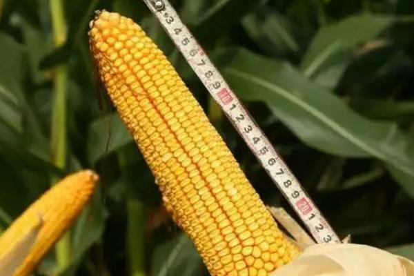 雷单198玉米种子特征特性,适宜播种期4月下旬至5月中旬
