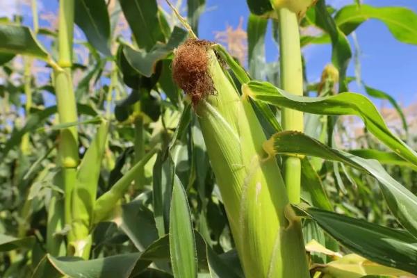 雷单198玉米种子特征特性,适宜播种期4月下旬至5月中旬