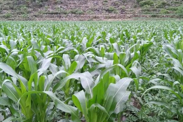 乾润505玉米品种的特性，中抗丝黑穗病（≤9.2%）