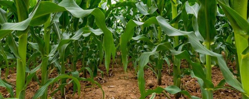 Iyn3031100玉米种子特征特性，种植密度不宜过大