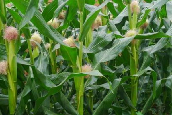 乾润505玉米品种的特性，中抗丝黑穗病（≤9.2%）