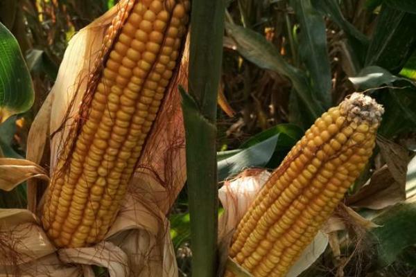 乾润505玉米品种的特性，中抗丝黑穗病（≤9.2%）