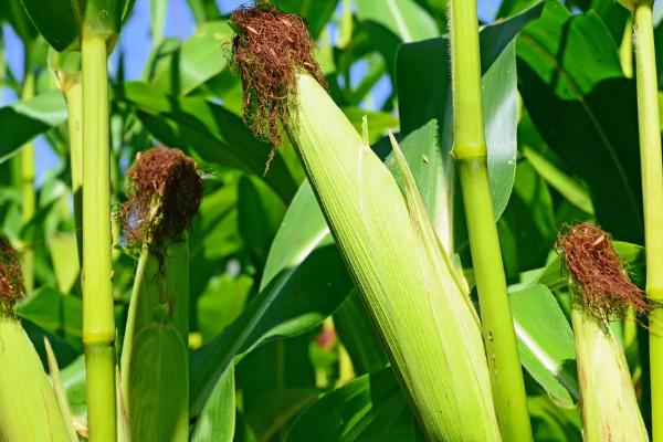 Iyn3031100玉米种子特征特性，种植密度不宜过大