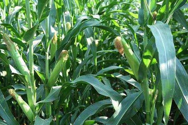 Iyn3031100玉米种子特征特性，种植密度不宜过大