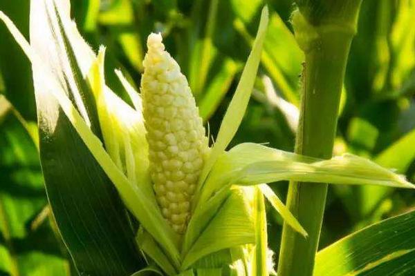 Iyn3031100玉米种子特征特性，种植密度不宜过大