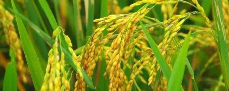 北粳2212水稻种子特点，4月中旬播种