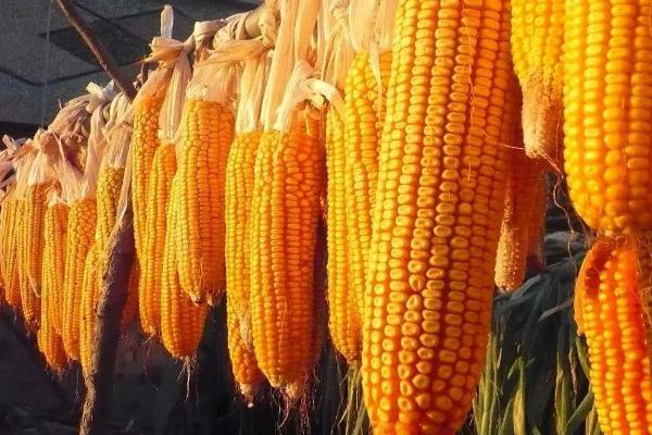 新禾8085玉米品种简介,密度4000株/亩左右