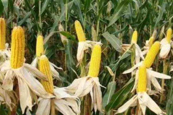 赢乾2251玉米种子特征特性，中抗大斑病