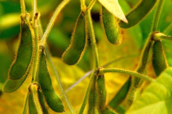 裕农11大豆品种的特性，选择中等以上肥力地块