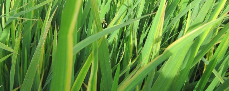 陵康两优515水稻品种的特性，秧田亩播种量12.0千克