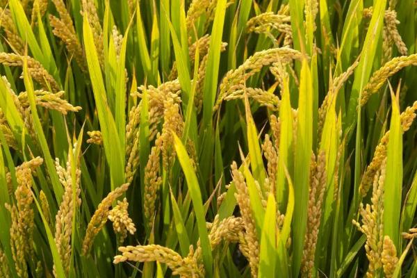 陵康两优515水稻品种的特性,秧田亩播种量12.0千克