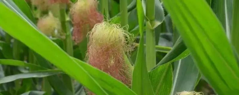 聚隆395玉米种子简介，适宜在肥力中上等的地块种植