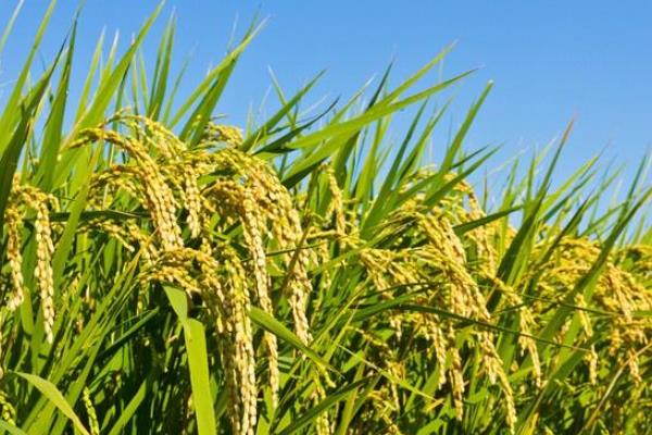 雅香优香丝苗水稻种子特征特性，每亩有效穗数20.5万穗