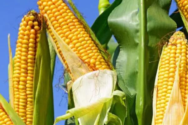 桂单0861玉米种子特征特性,土壤肥力高