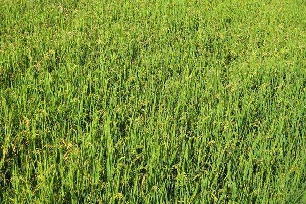 旗1优524水稻品种的特性,秧田亩播种量15千克