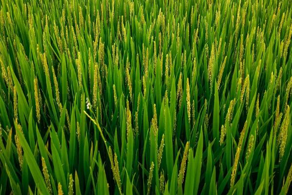 旗1优524水稻品种的特性,秧田亩播种量15千克