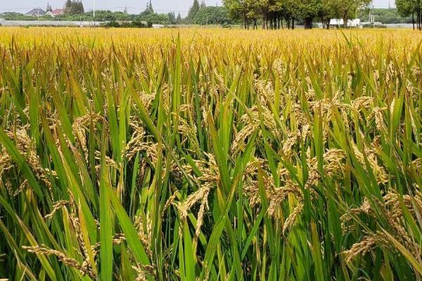 祥两优20水稻种子简介，全生育期132.7天