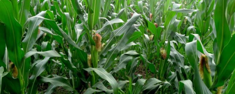 棒博士767玉米品种的特性，适宜播种期4月下旬至5月上旬