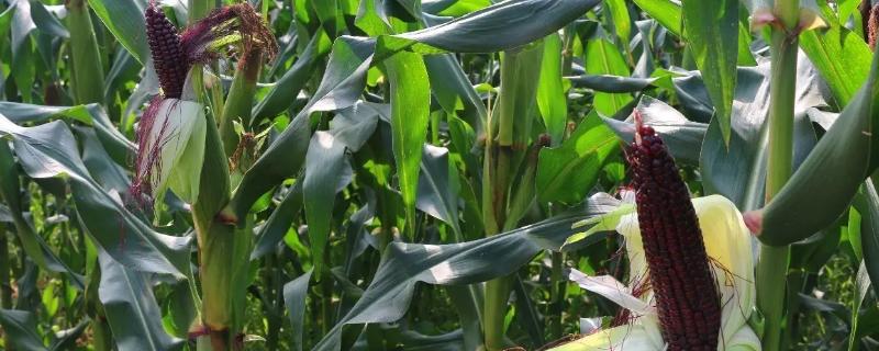浚单188玉米品种简介，适宜播种期6月中上旬