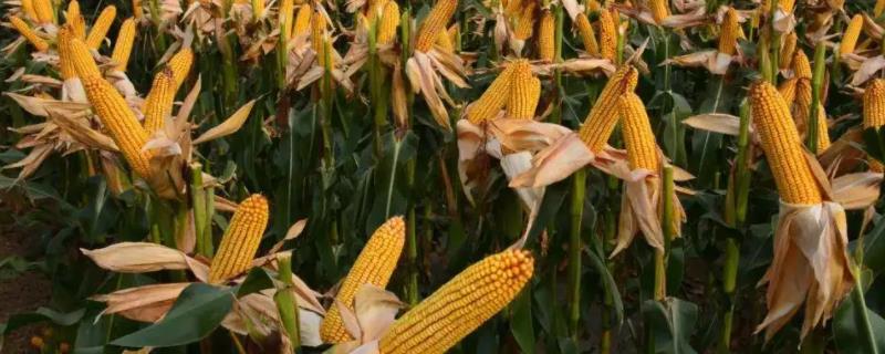 育芯618玉米种子特点，适宜播种期4月下旬至5月上旬