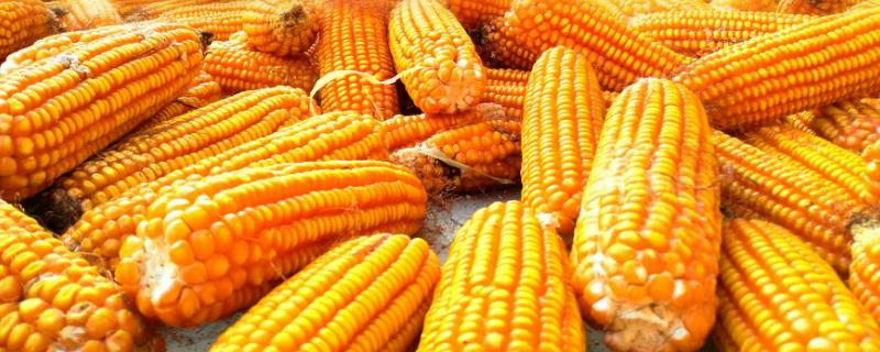 金粮668玉米种子介绍，注意防治大斑病