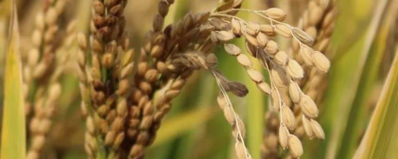 玉锋优7068水稻种子特点，每亩有效穗数16.7万穗