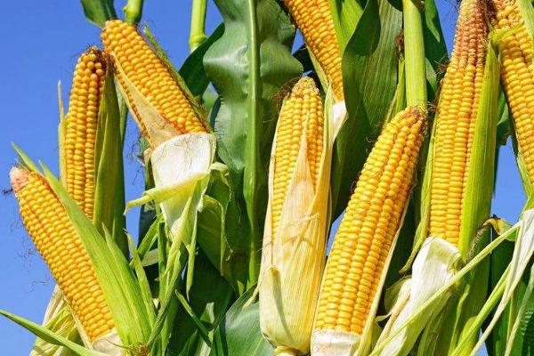 育芯618玉米种子特点，适宜播种期4月下旬至5月上旬