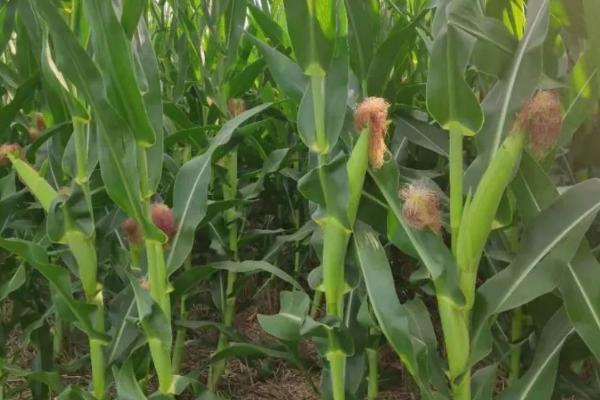 G1886玉米种子特点,适宜播种期4月下旬至5月上旬