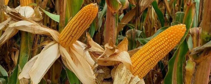 G1886玉米种子特点，适宜播种期4月下旬至5月上旬