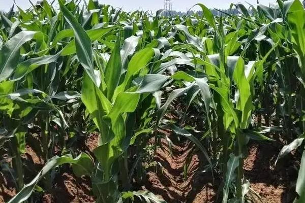 G1886玉米种子特点,适宜播种期4月下旬至5月上旬