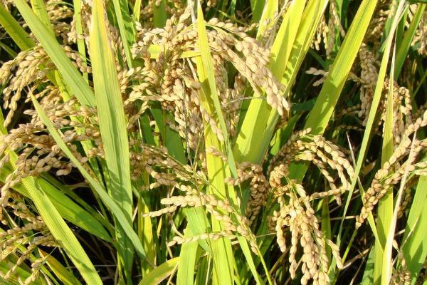 K838玉米品种简介，中抗茎腐病