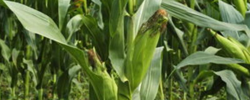 K838玉米品种简介，中抗茎腐病