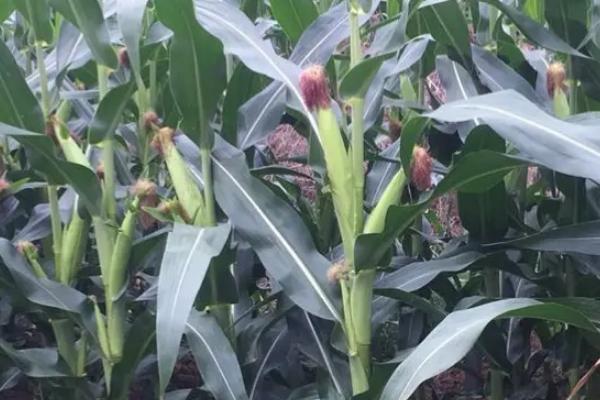 C2216玉米种子简介，注意防治大斑病和灰斑病