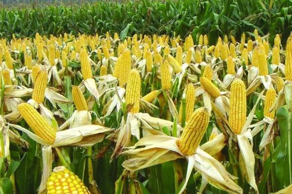 畦创105玉米品种的特性，适宜播种期4月下旬至5月上旬