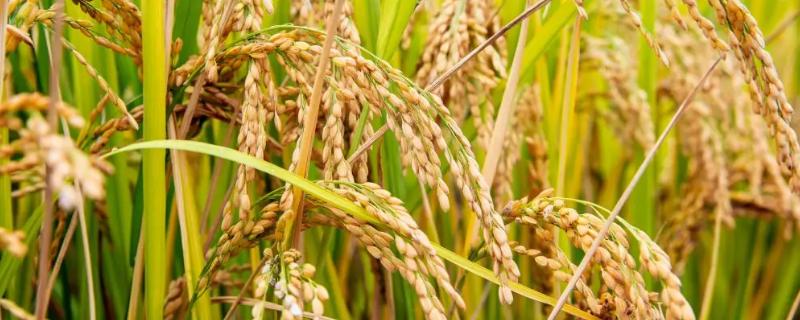 粒香优662水稻品种简介，一般4月下旬至5月下旬播种