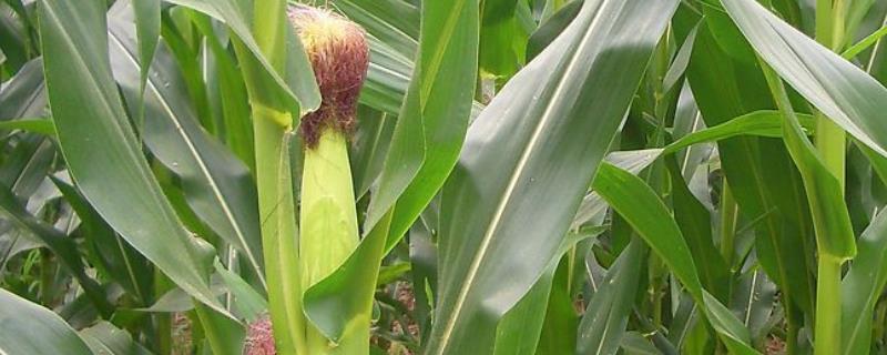 天润313玉米种子简介，适宜播种期4月下旬至5月中旬