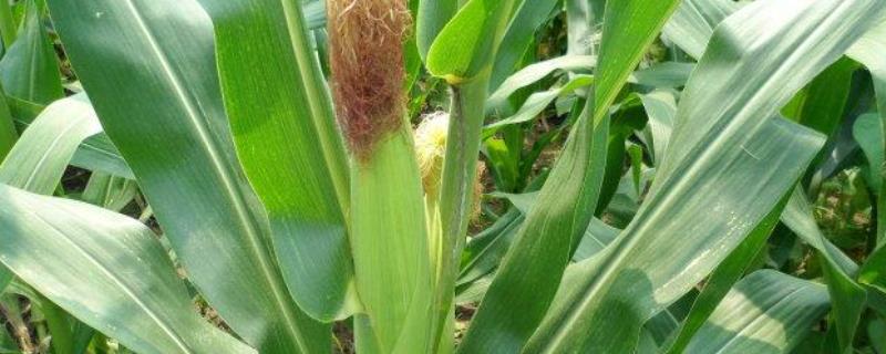 G9905玉米品种的特性，中抗丝黑穗病