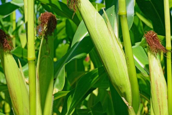 C2216玉米种子简介，注意防治大斑病和灰斑病