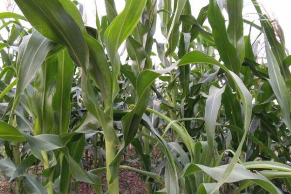 天润313玉米种子简介,适宜播种期4月下旬至5月中旬