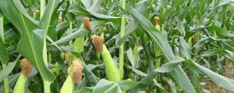K1209玉米种子介绍，适宜播种期4月下旬至5月上旬