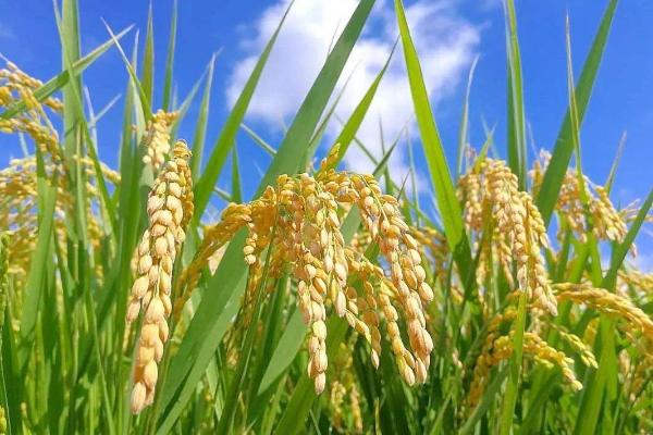两优1320水稻品种简介,每亩有效穗数18.3万穗