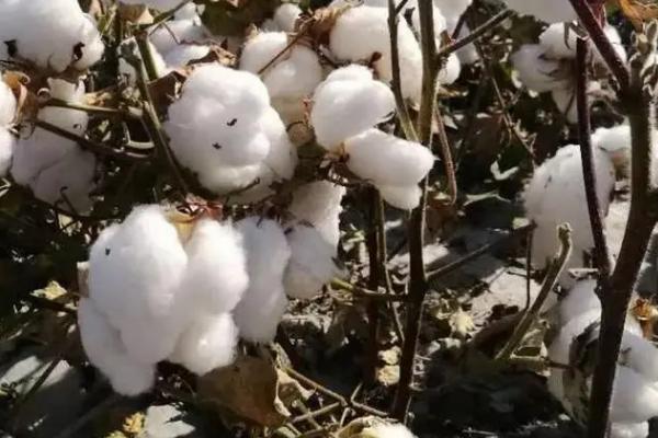 冀丰188棉花种子介绍，草害防治选用适宜除草剂
