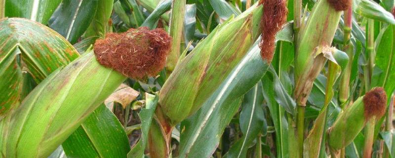 七彩184玉米种子特征特性，适时进行病虫害防治